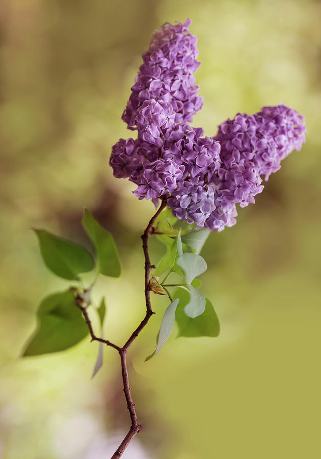 Spring Photograph - Branch of fresh violet lilac by Jaroslaw Blaminsky