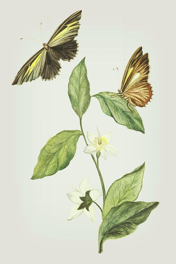 Branch Of Gitte Gum With A Flying And Sitting Butterfly  by Cornelis Markee 1763 Mixed Media by Movie Poster Prints