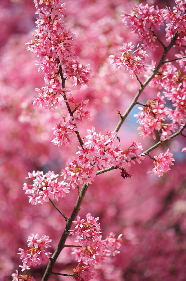 Branch of Pink Kwanzan Cherry tree in Bloom Photograph by Jenny Rainbow