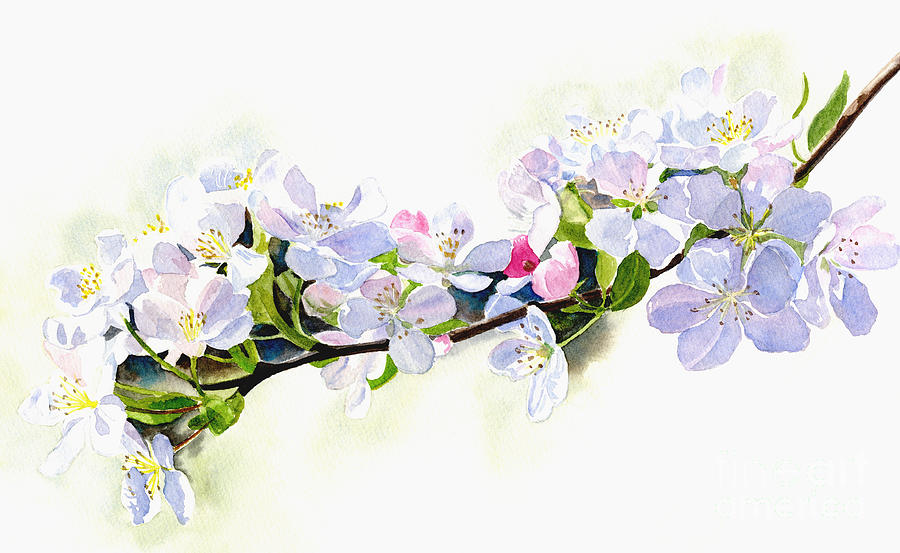 Branch of White Shadowed Apple Blossoms Painting by Sharon Freeman