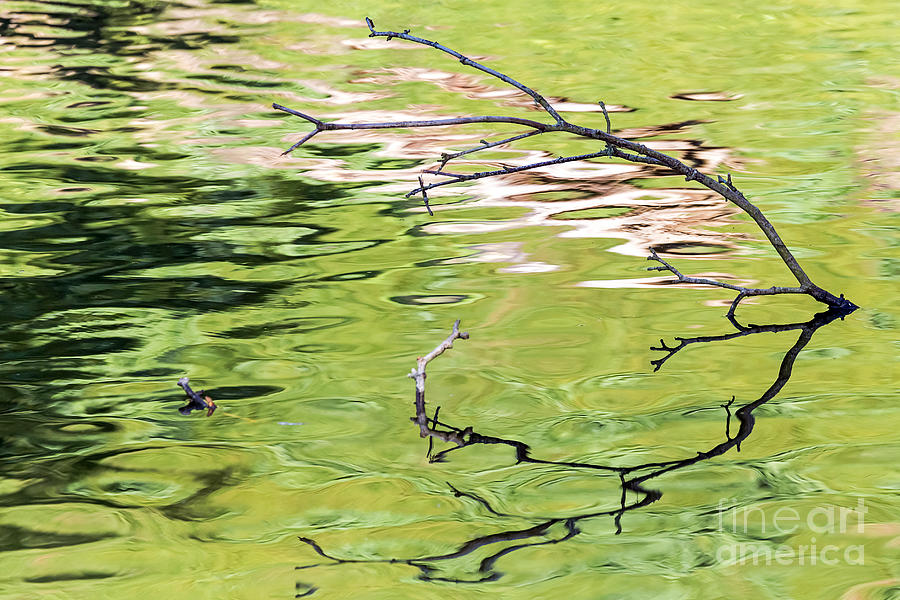 Branch Reflections II Photograph by Kate Brown