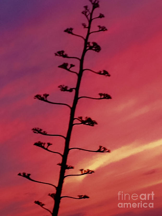 Agave at Sunset Photograph by Beth Myer Photography
