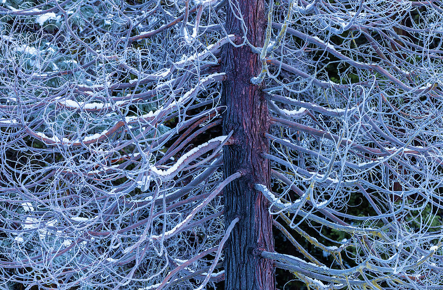 Branch-Webs Photograph by Jonathan Nguyen