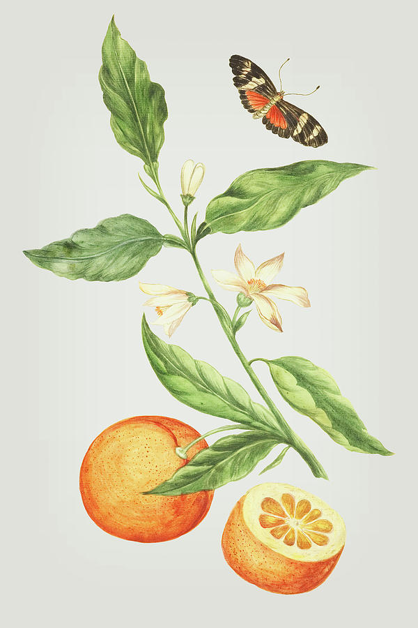 Branch With Blossoming Orange Blossom, Oranges And Butterfly by Cornelis Markee 1763 Mixed Media by Cornelis Markee