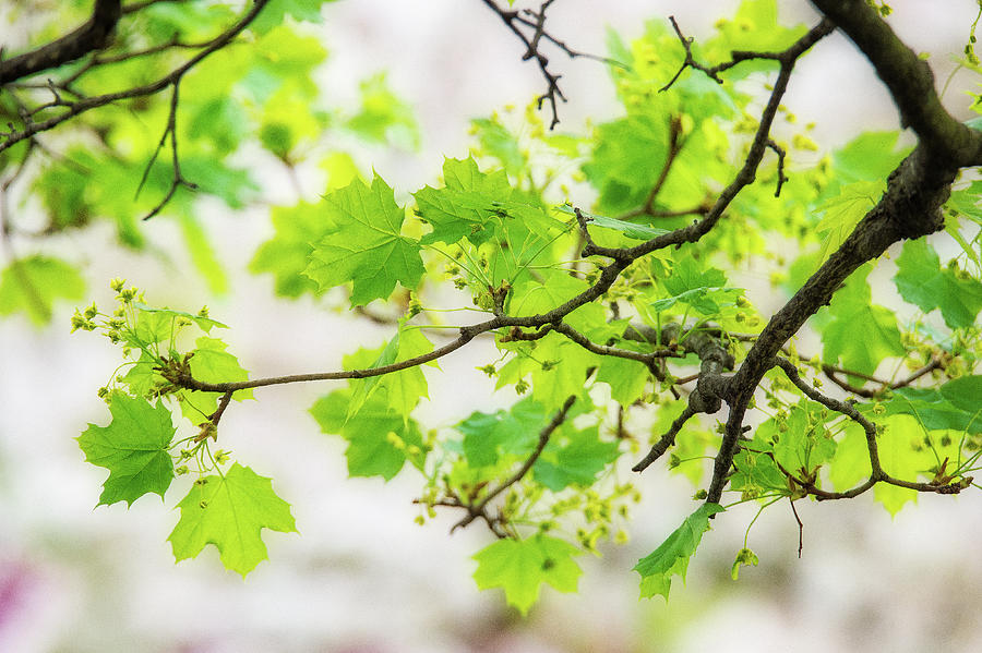 Norway Maple Branch with Green Leaves at Spring Painting by Judith Barath