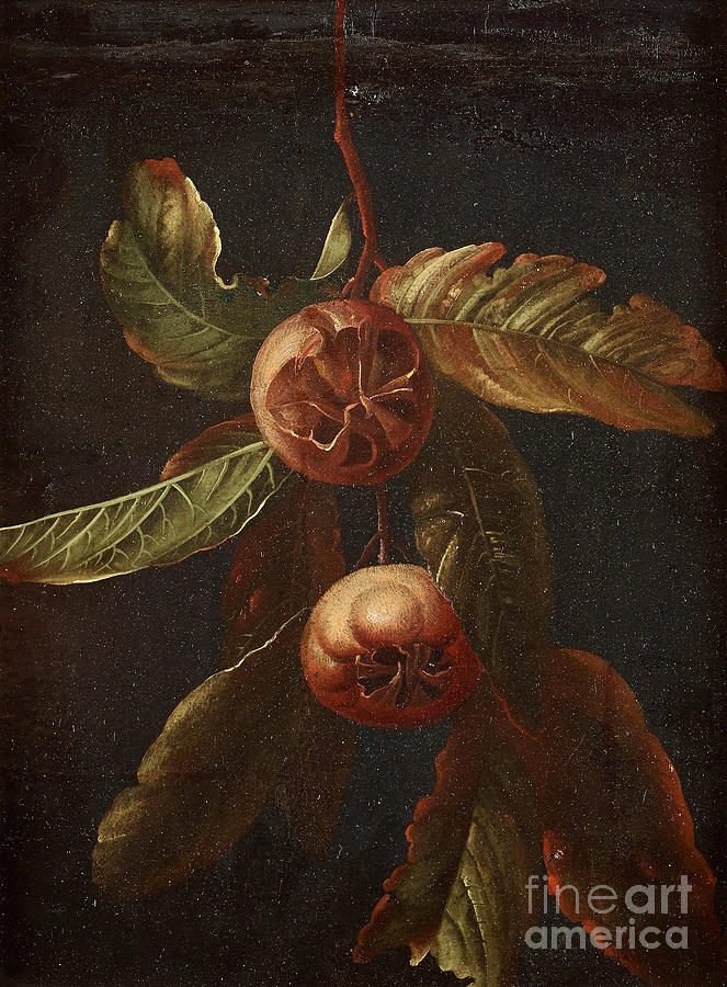 Branch With Medlar Fruits Painting by Celestial Images