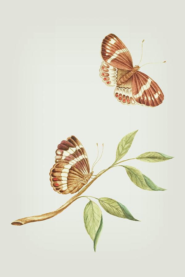 Branch With Sitting And Flying Brown Butterfly by Cornelis Markee 1763 Mixed Media by Movie Poster Prints