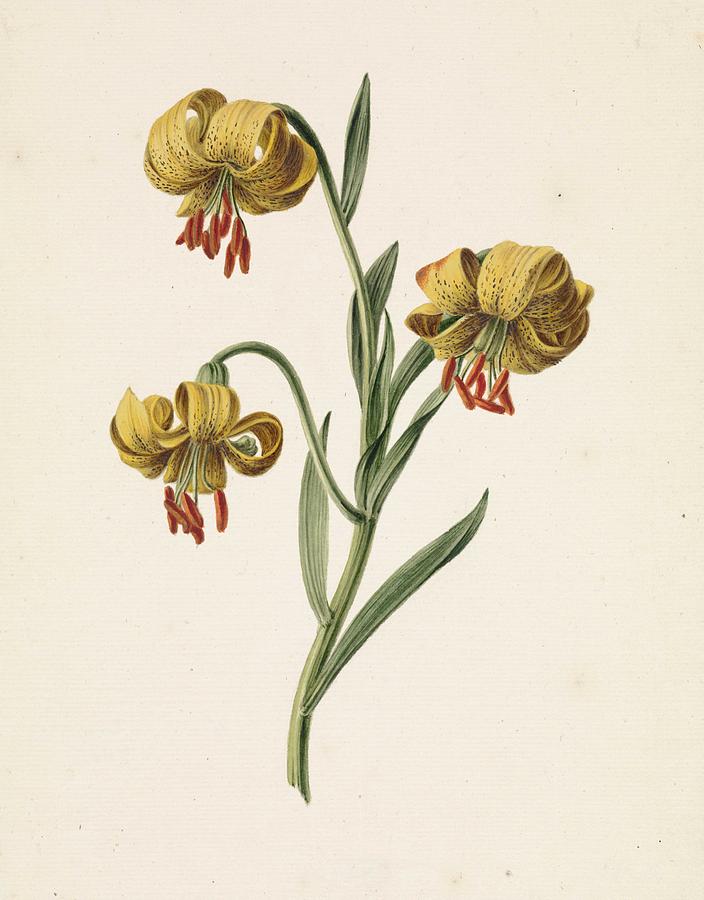 Branch With Three Yellow Lilies, M. De Gijselaar, 1834 Painting