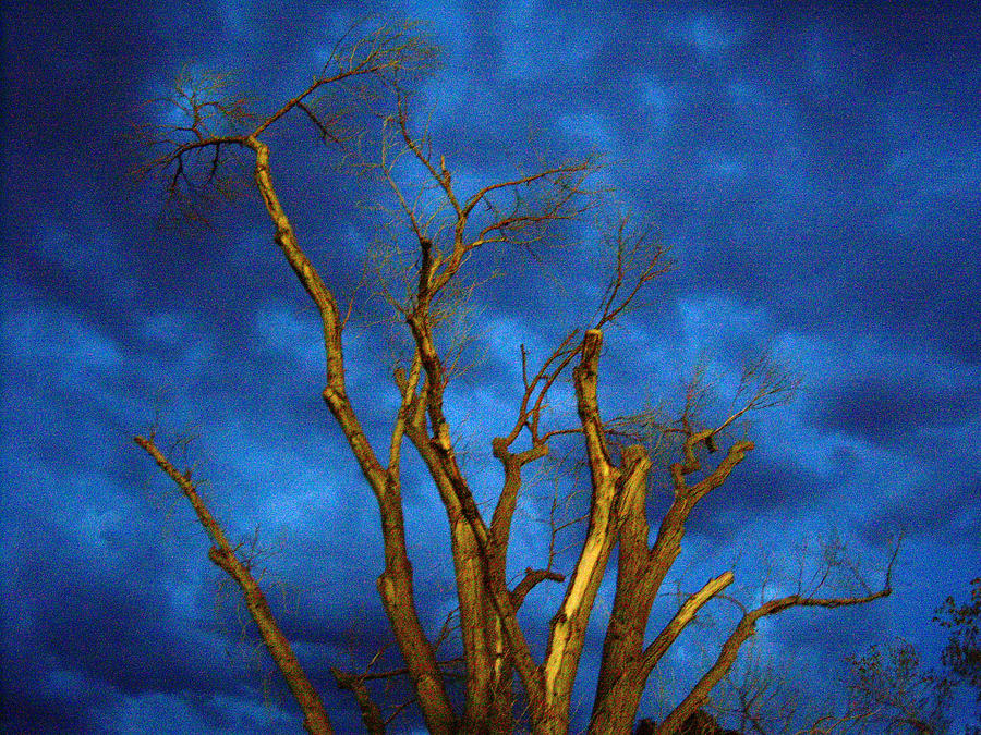 Branches Against Night Sky H Photograph by Heather Kirk