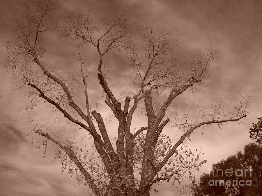 Branches Against Sepia Sky H   Photograph by Heather Kirk