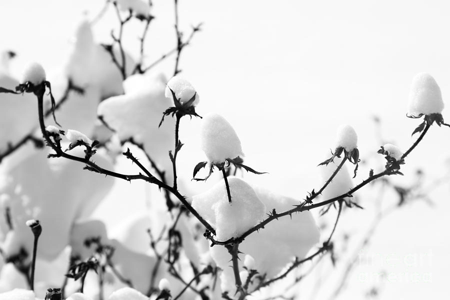 Nature Photograph - Branches by Amanda Barcon