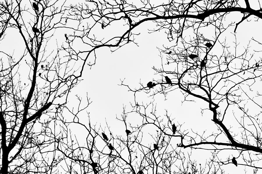 Branches and Birds Photograph by Sandy Taylor
