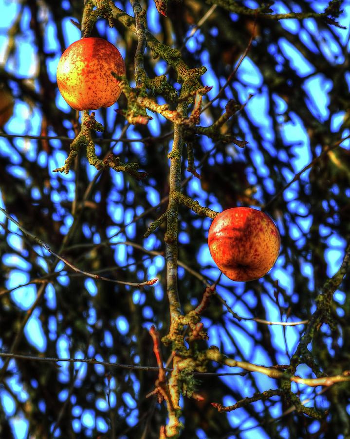 Branches Apples Photograph by Jerry Sodorff
