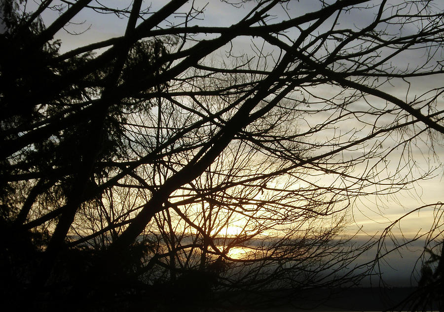 Branches at Sunset Photograph by Jaeda DeWalt
