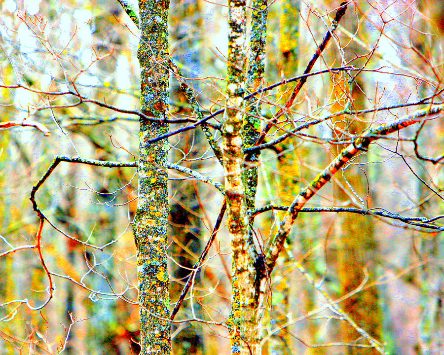 Branches Photograph by David Ralph Johnson