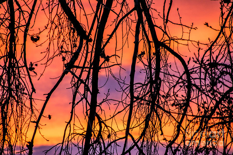 Branches In Color Photograph by Greg Summers