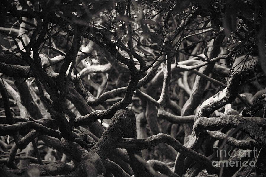 Black And White Photograph - Branches in Monochrome by Liz Alderdice