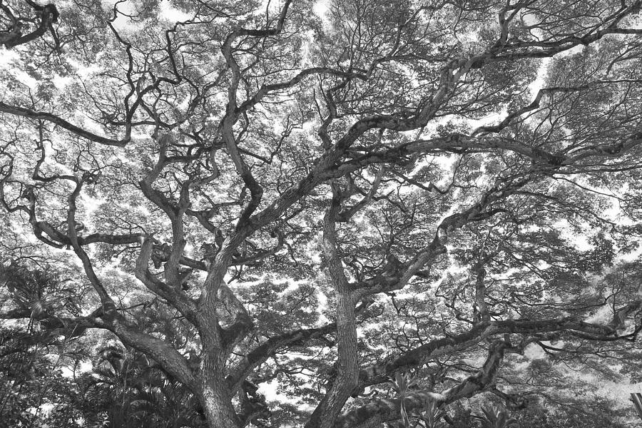 Branches Photograph by Jeff Cook