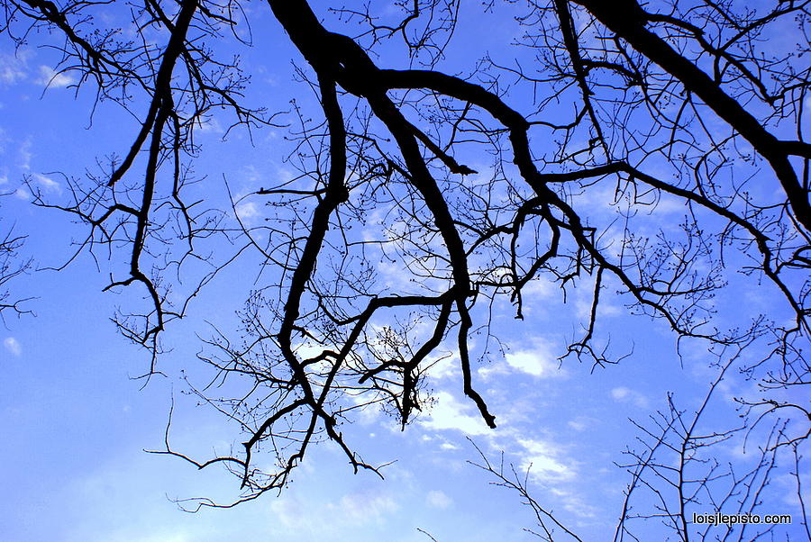 Branches Photograph by Lois Lepisto