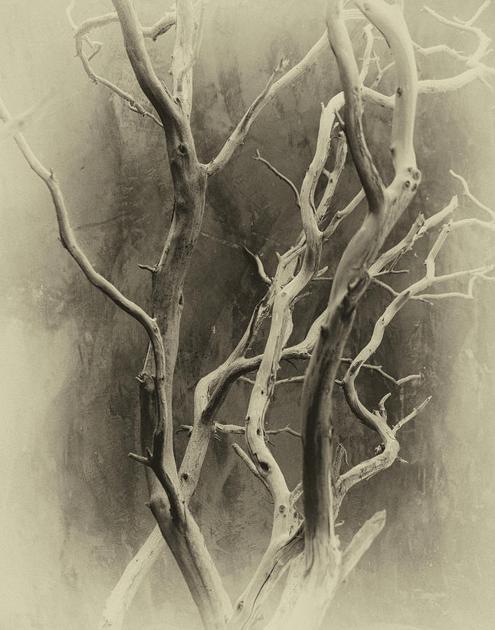Branches by Michael Raiman Branches by Michael Raiman