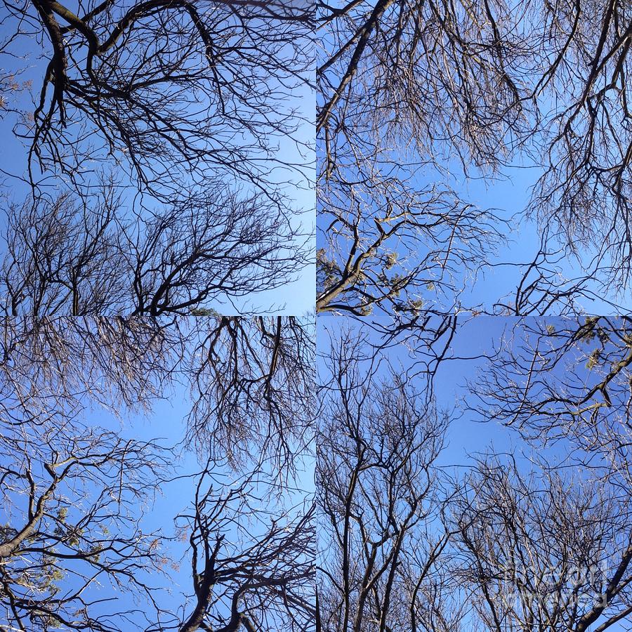 Branches Photograph by Nora Boghossian
