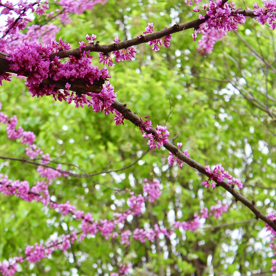 Branches of a Blooming Redbud Tree Photograph by M E