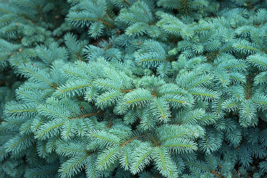 Branches of blue spruce Photograph by Mariia Kalinichenko