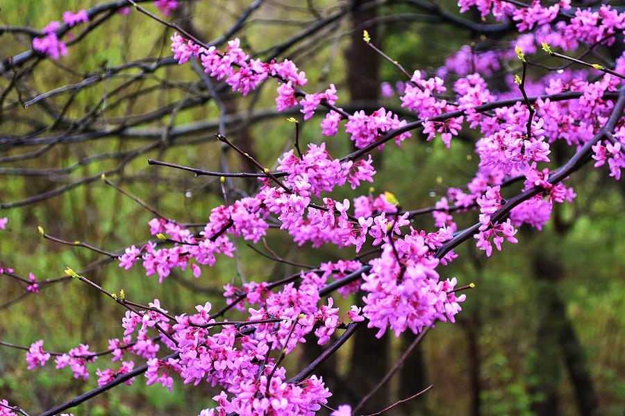 Landscape Photograph - Branches of Cherry Blossom by Huberto Ramirez