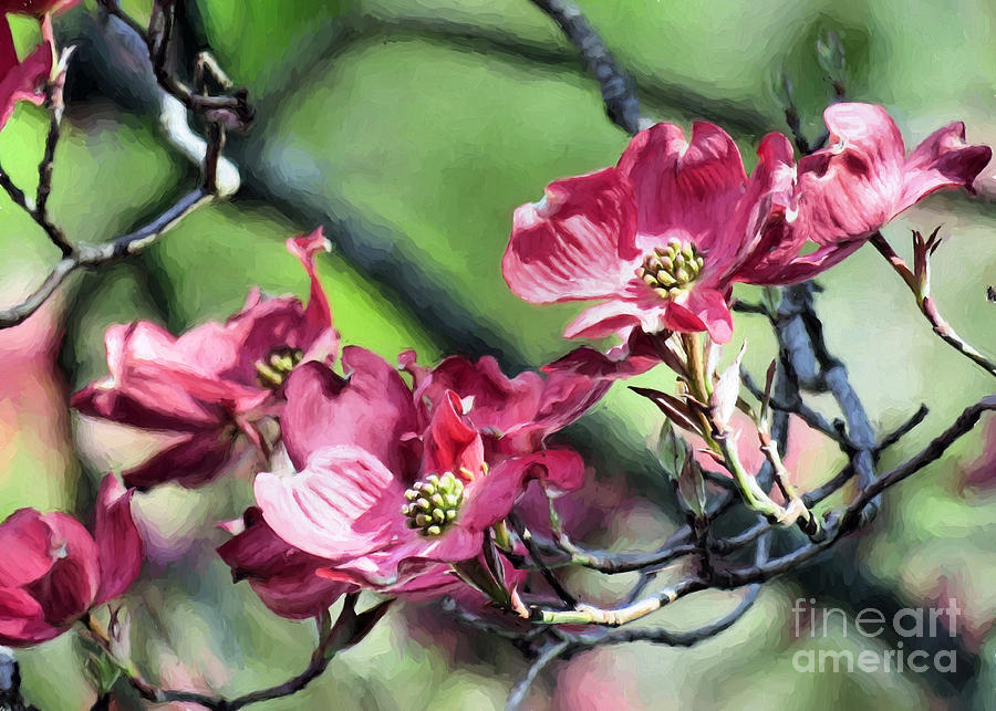 Branches of Dogwood Blossoms Photograph by Janice Drew