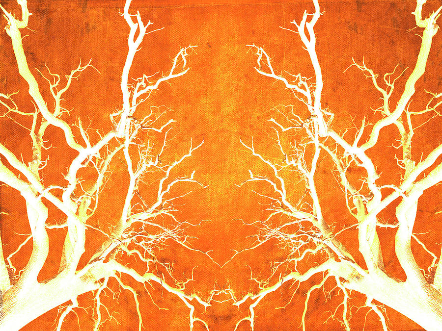 Branches of Fire Touch Photograph by John Williams