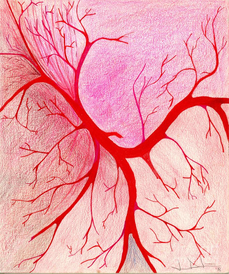 Branches of Red Drawing by George D Gordon III
