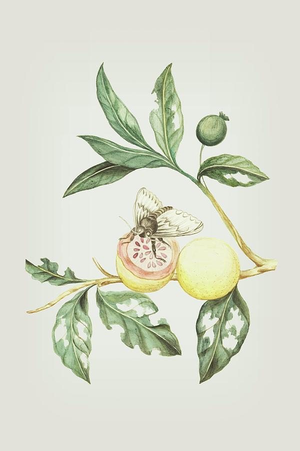 Branches Of The Guava Tree With Feeding Butterfly by Cornelis Markee 1763 Mixed Media by Movie Poster Prints
