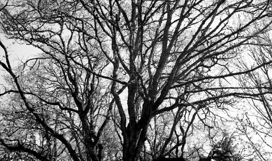 Branches of wisdom Photograph by Teri Schuster