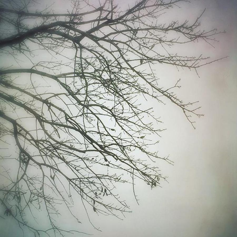 Tree Photograph - Branches On A Grey Day #iphone6 #trees by Joan McCool