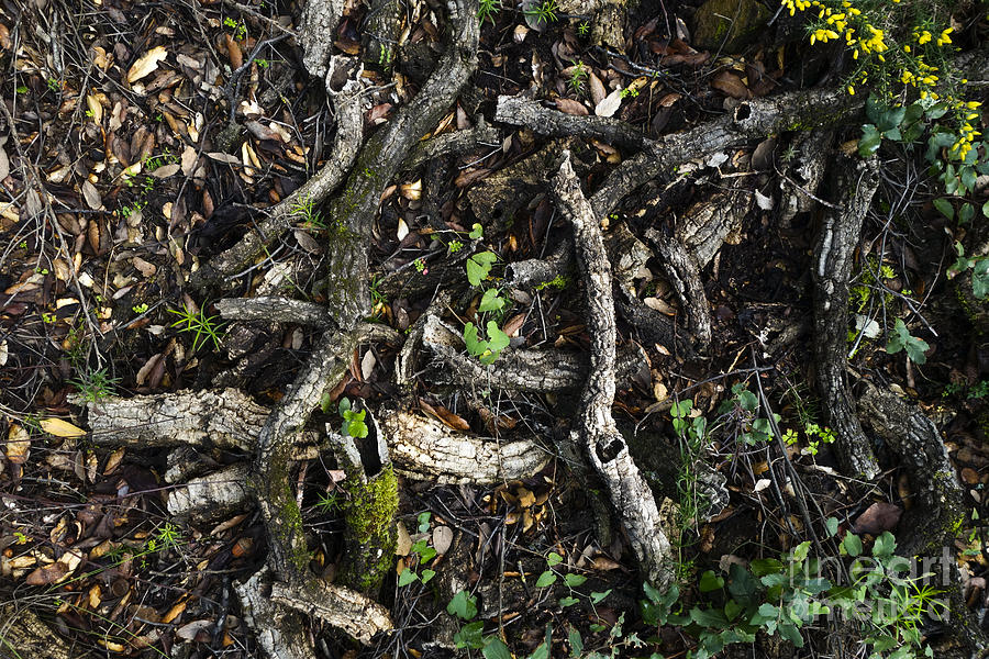 Branches on forest floor Photograph by Perry Van Munster