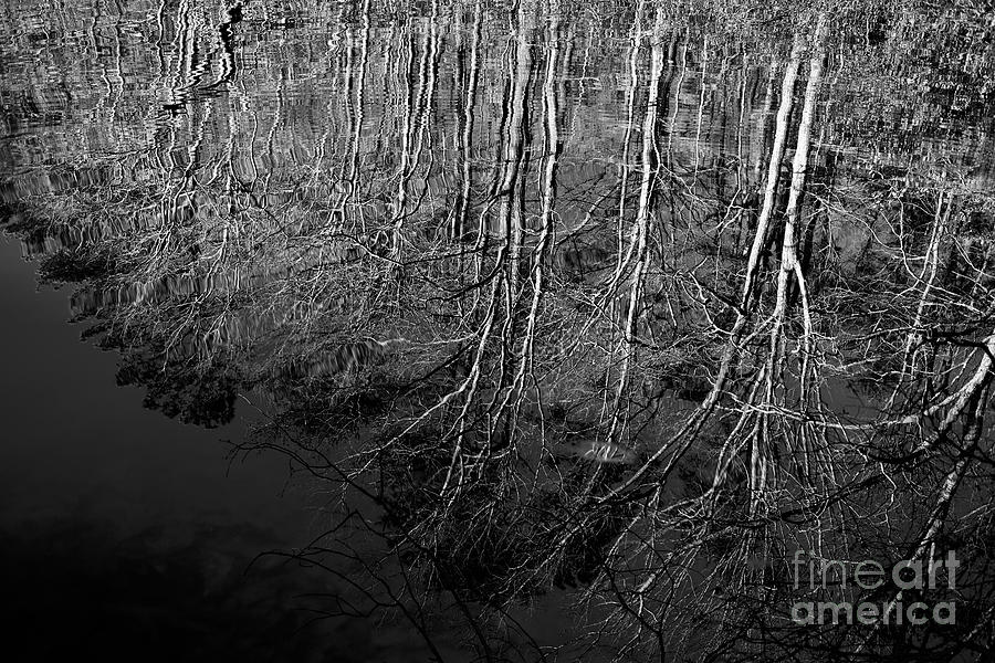Branches Reflections Photograph by Rachel Morrison