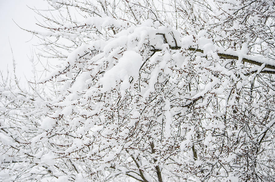 Branches Weighted With Snow Photograph by Deborah Smolinske