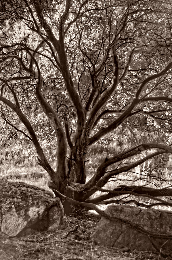 Branching Majesty Photograph by Leda Robertson