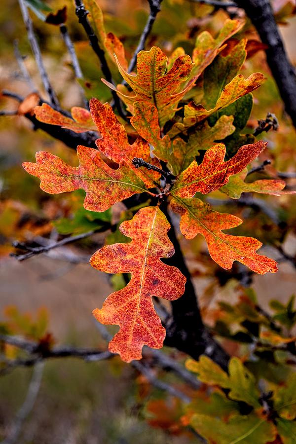 Branching Oak Photograph by Michael Brungardt