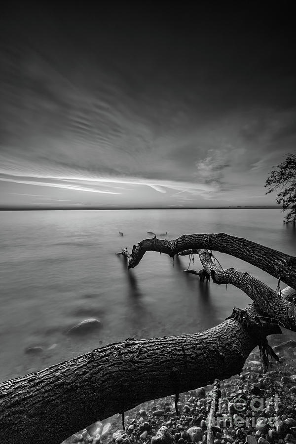Branching Out - BW Photograph by Andrew Slater