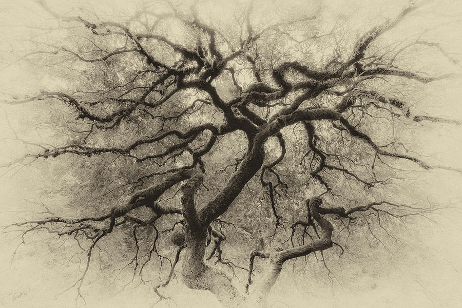 Branching Out in Autumn Antique Photograph by David Gn