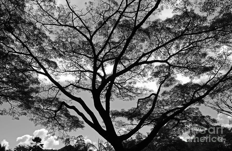 Branching Out in bw Photograph by Jennifer Robin