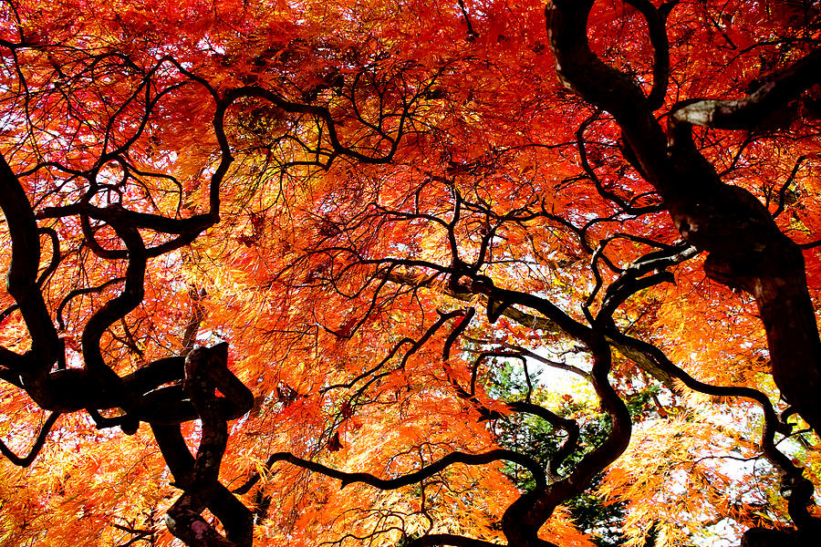Branching Out - Japanese Red Maple Photograph by Colleen Kammerer