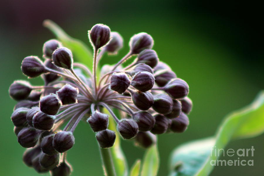 Flower Photograph - Branching Out  by Neal Eslinger