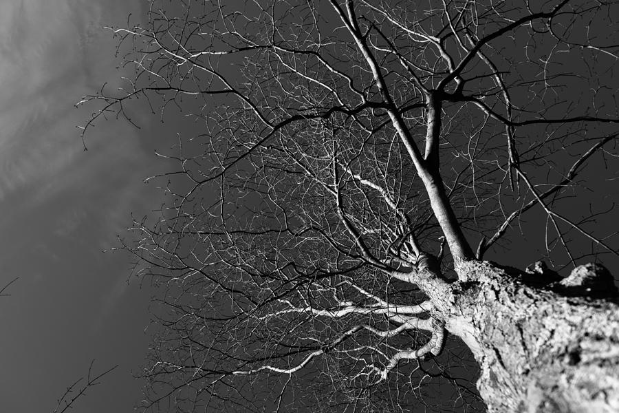 Branching Out Photograph by Robert McKay Jones