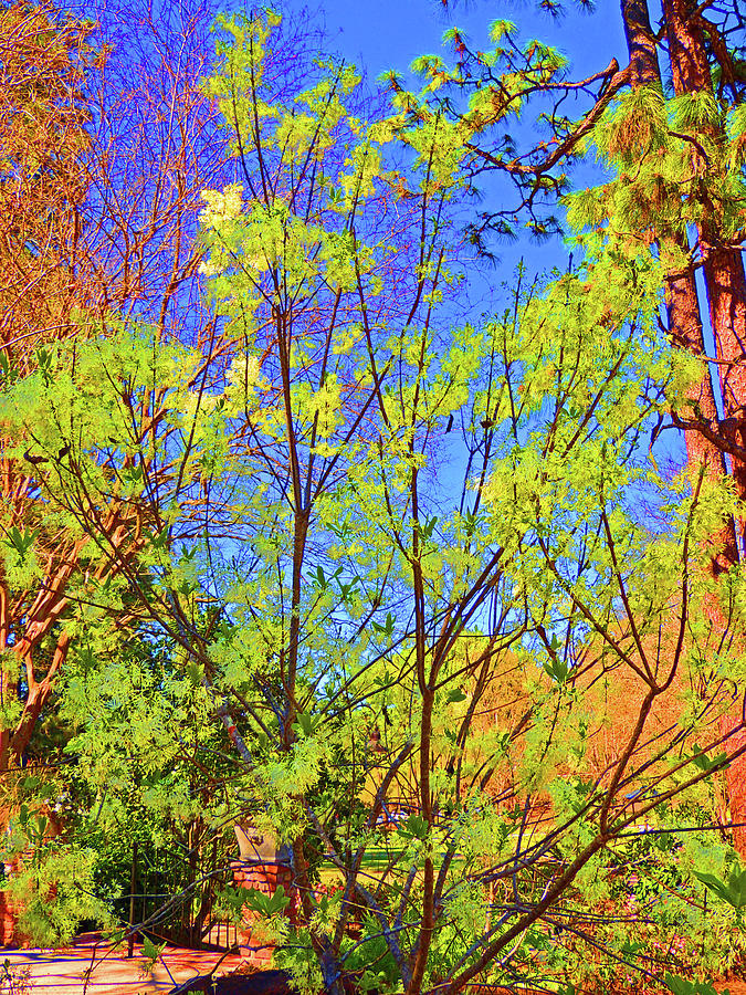 Garden Digital Art - Branching Out Vividly by Marian Bell