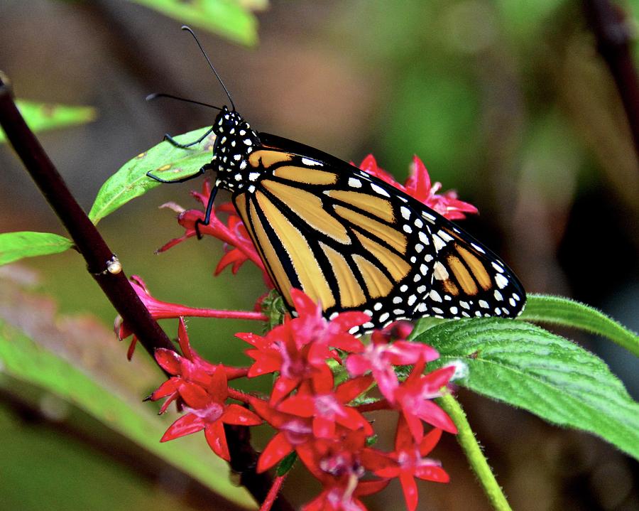 Brand New Butterfly Photograph by Carol Bradley