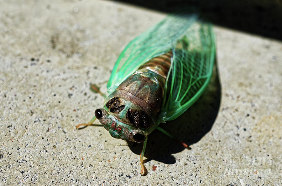 Brand New Cicada Photograph