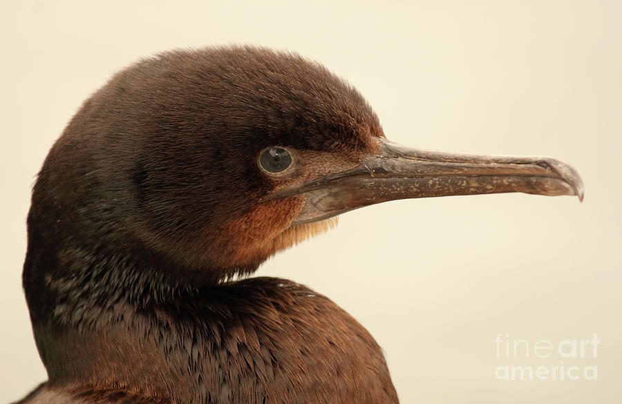 Brandts Cormorant In Detail Photograph by Max Allen