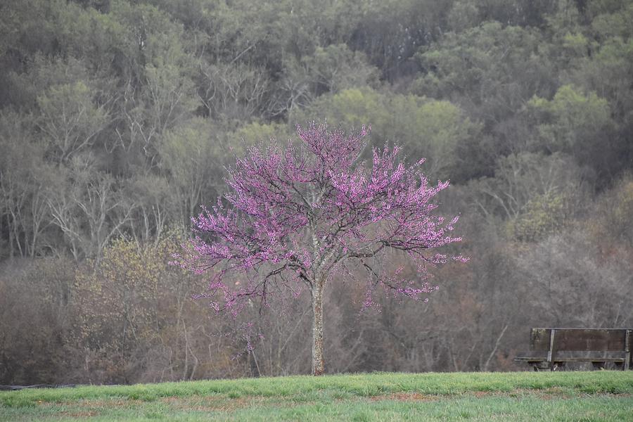 Brandywine Creek Purple Tree Photograph